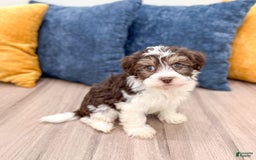 Havanese dogs for sale: Cody - Image 5