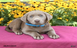 Labrador Retriever dogs for sale: Caboose - Image 5