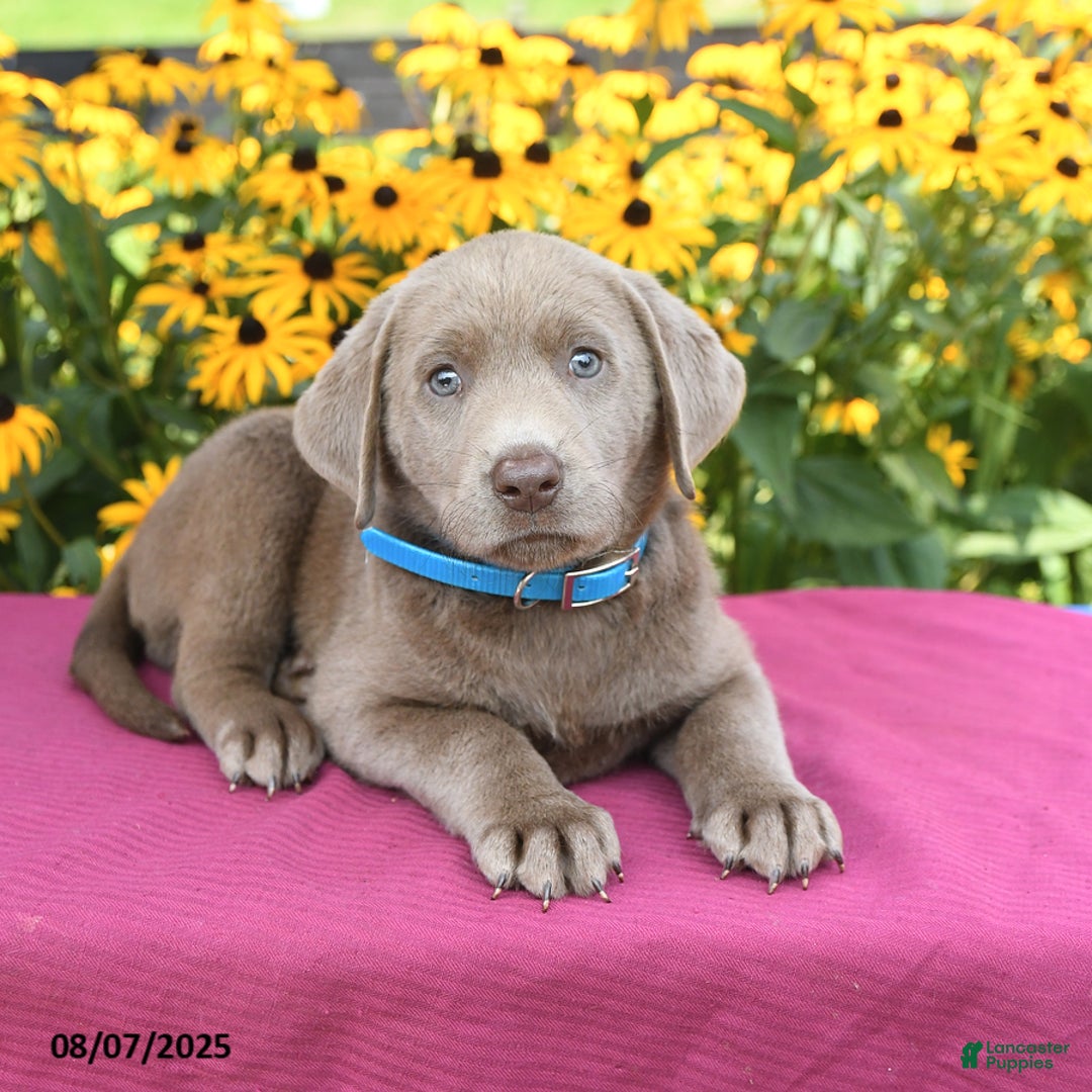 Labrador Retriever dogs for sale: Caboose - Image 5