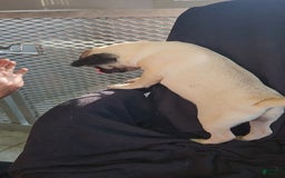 Pug dogs for sale: Clyde - Image 6