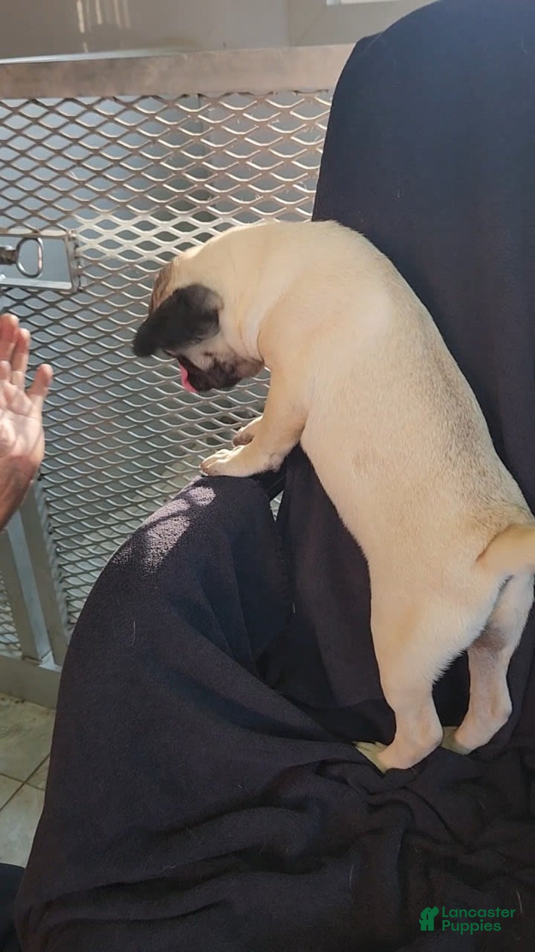 Pug dogs for sale: Clyde - Image 6