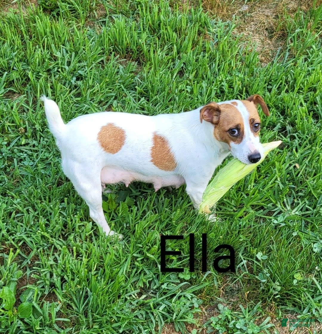 Jack Russell Terrier dogs for sale: Zella - Image 4