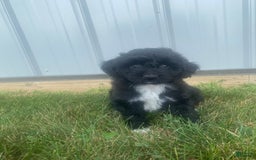 Mini Aussiedoodle dogs for sale: Rowdy - Image 12
