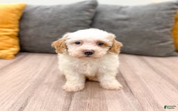 Bichpoo dogs for sale: Spot - Image 1
