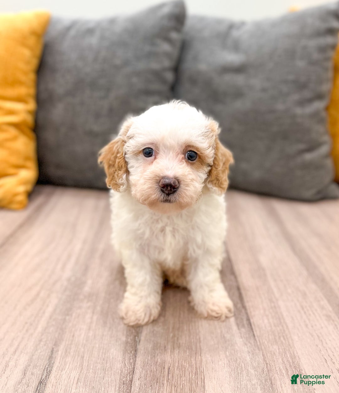 Bichpoo dogs for sale: Spot - Image 1