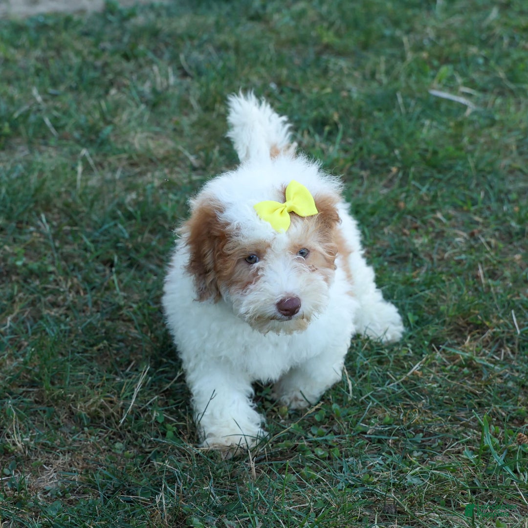 Cavachon dogs for sale: ECHO - Image 18