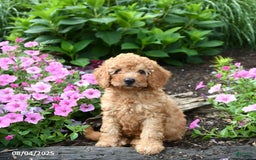 Mini Goldendoodle dogs for sale: Candie - Image 1