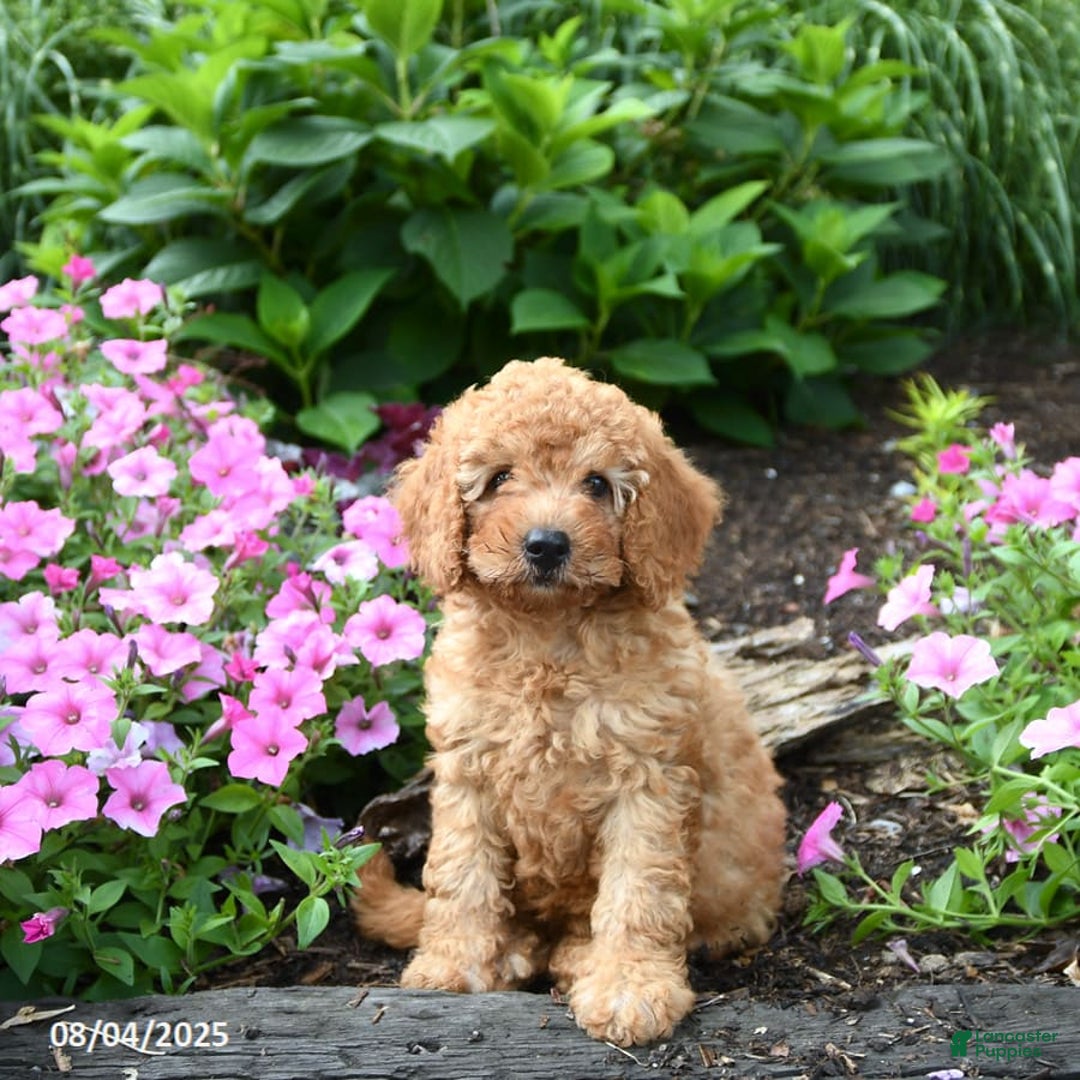 Mini Goldendoodle dogs for sale: Candie - Image 1