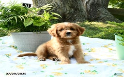 Cavapoo dogs for sale: Rover - Image 2