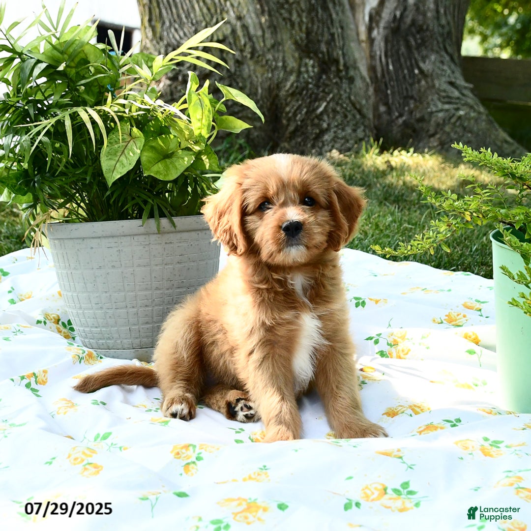 Cavapoo dogs for sale: Rover - Image 2