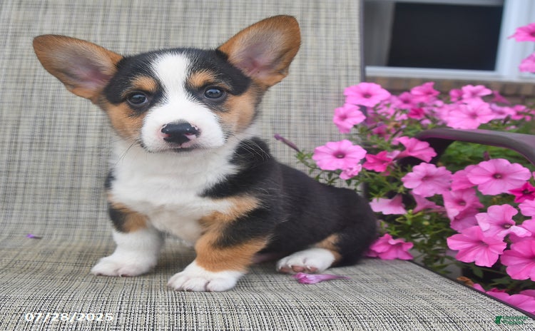Welsh Corgi Pembroke dogs for sale - Ad 3
