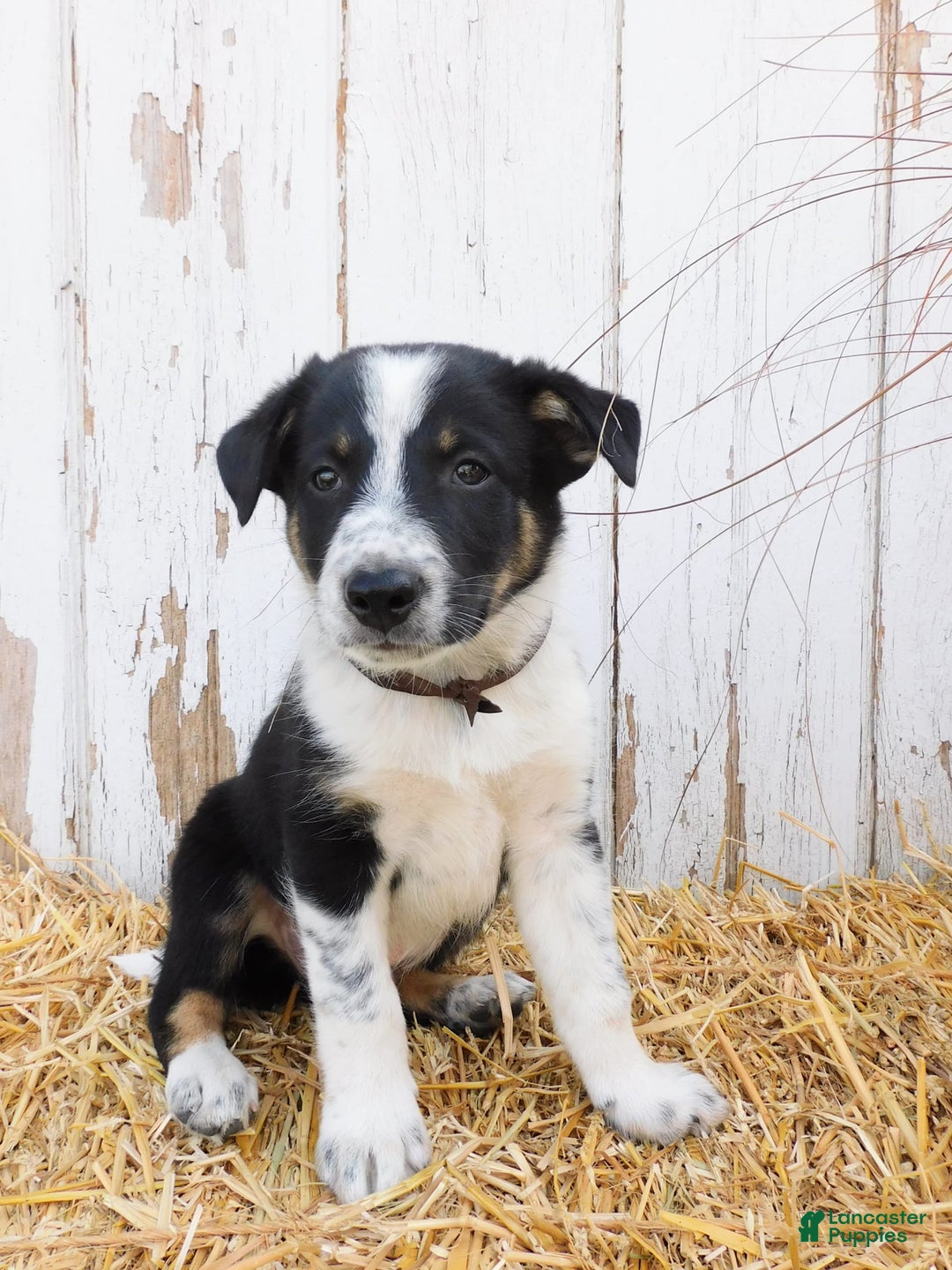 Australian Cattle Dog dogs for sale: Tootsie - Image 5