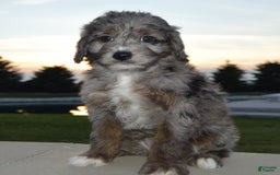 Mini Aussiedoodle dogs for sale: Mini Ava - Image 25
