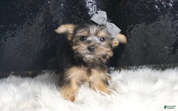Morkie dogs for sale: Bebop - Image 4