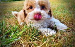 Havapoo dogs for sale: Jinga - Image 14