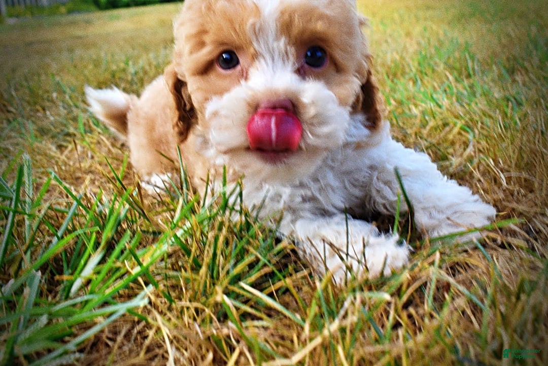 Havapoo dogs for sale: Jinga - Image 14