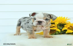 English Bulldog dogs for sale: Galaxy - Image 2