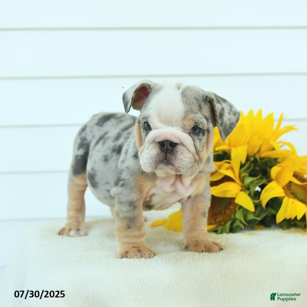 English Bulldog dogs for sale: Galaxy - Image 2