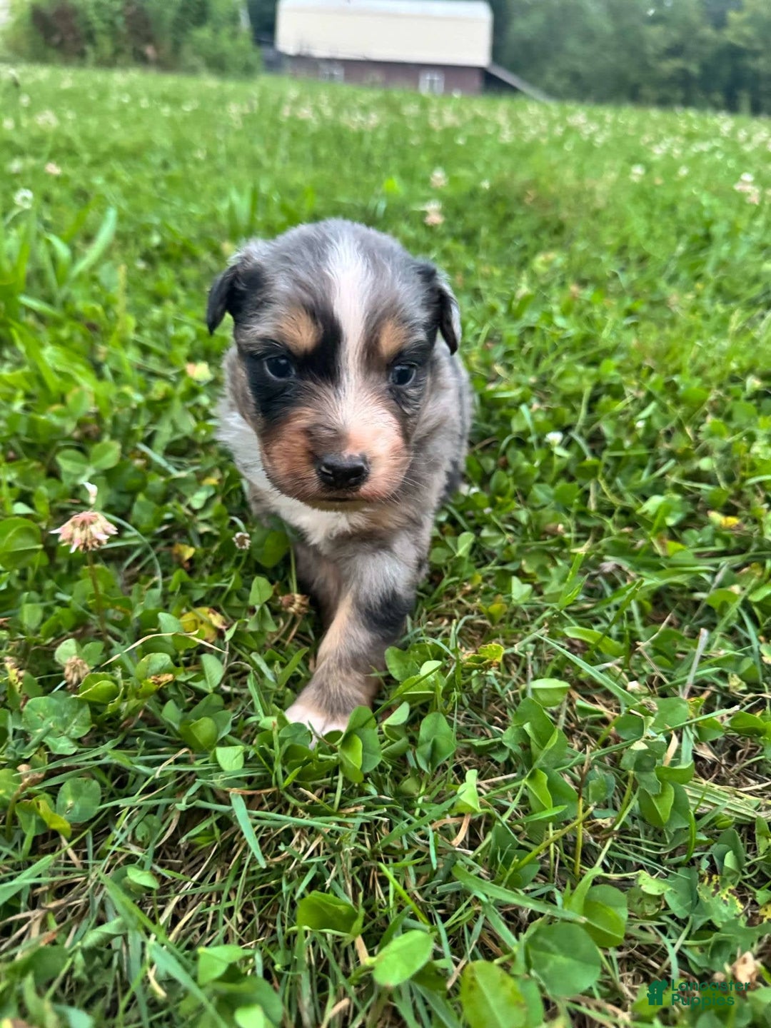Australian Shepherd dogs for sale: Australian Shepherd 4 puppies - Image 5