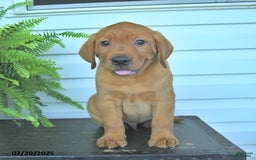 Labrador Retriever dogs for sale: Yumi - Image 4