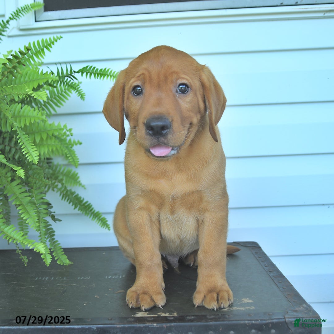Labrador Retriever dogs for sale: Yumi - Image 4