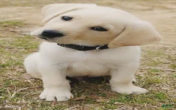 American Corgi dogs for sale: Mars - Image 1
