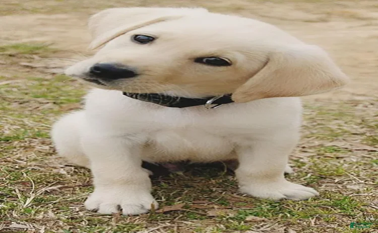 American Corgi dogs for sale - Ad 1