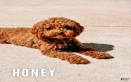 Cavapoo dogs for sale: Hagen - Image 4