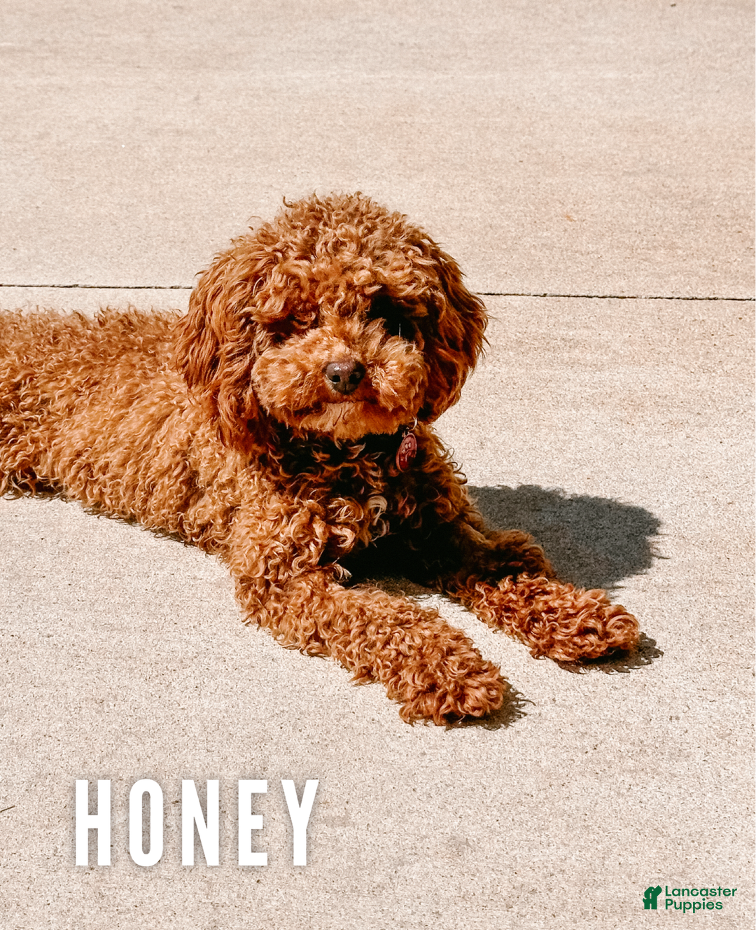Cavapoo dogs for sale: Hagen - Image 4