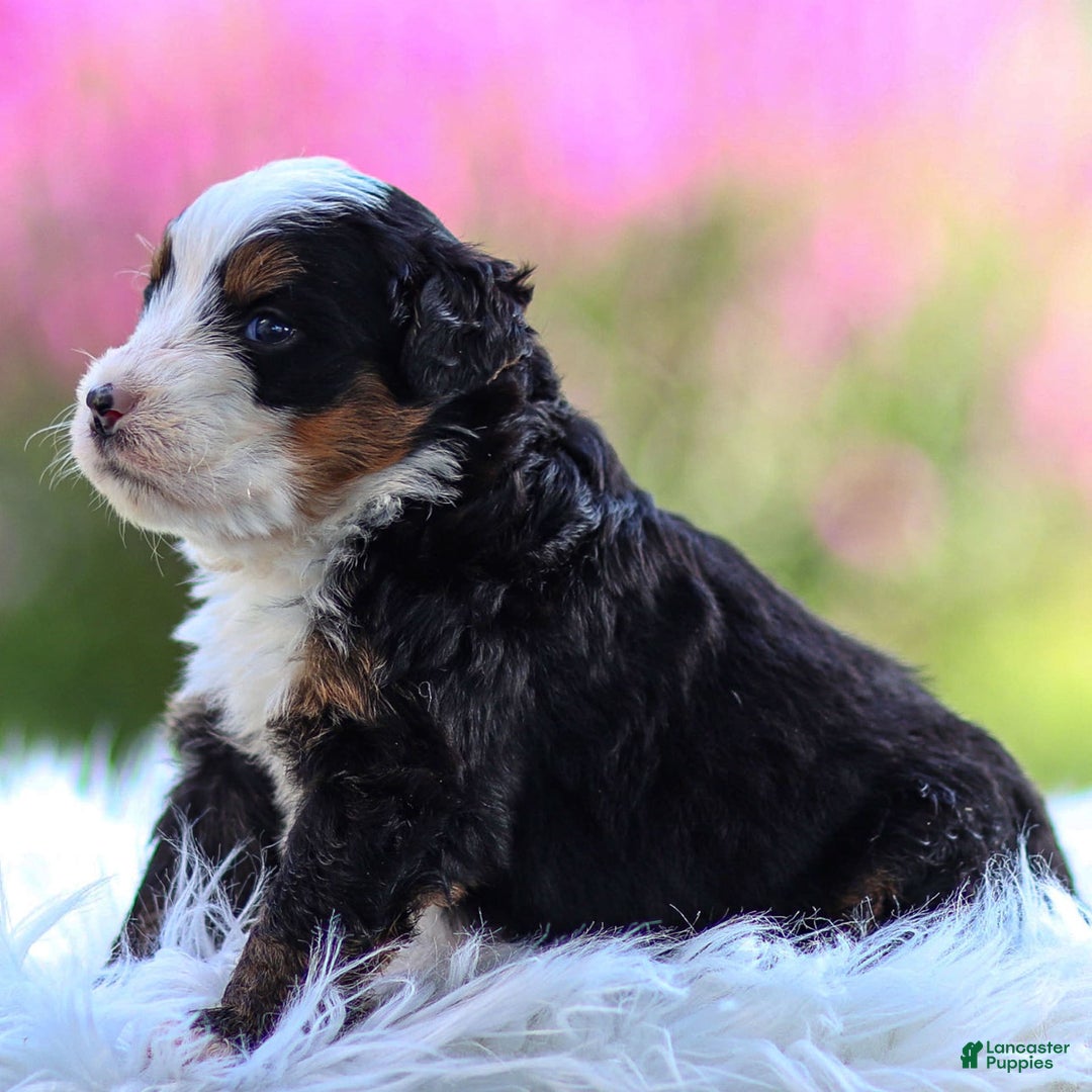 Mini Bernedoodle dogs for sale: Milo - Image 6