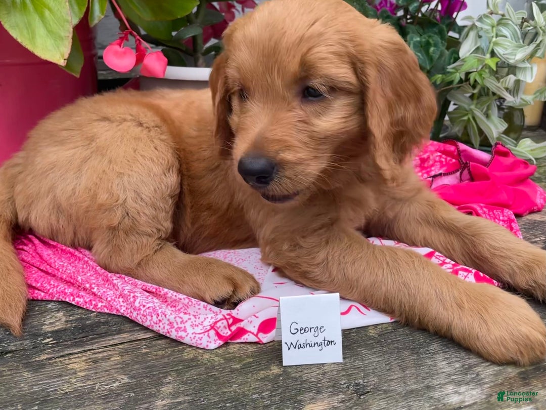 Goldendoodle dogs for sale: Washington - Image 2