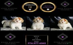 Maltipoo dogs for sale: Kelce - Image 7