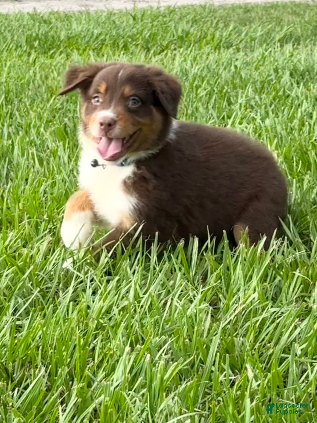 Australian Shepherd dogs for sale: L-purple - Image 5