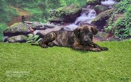Catahoula Leopard Dog dogs for sale: Jesse 2025 Male 1 - Image 5
