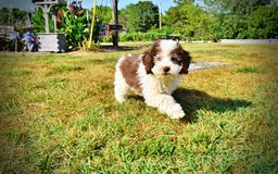 Havapoo dogs for sale: Hope - Image 18