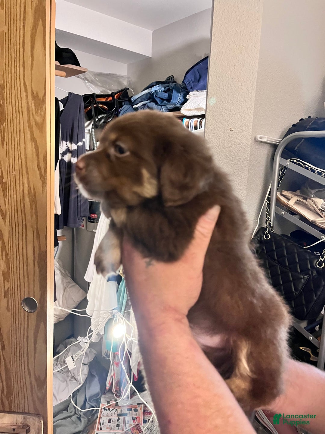 Border Terrier dogs for sale: Chewy - Image 2
