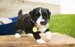 Havanese dogs for sale: Roo - Image 3