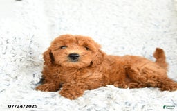  dogs for sale: Mini Goldendoodle 8 puppies - Image 7
