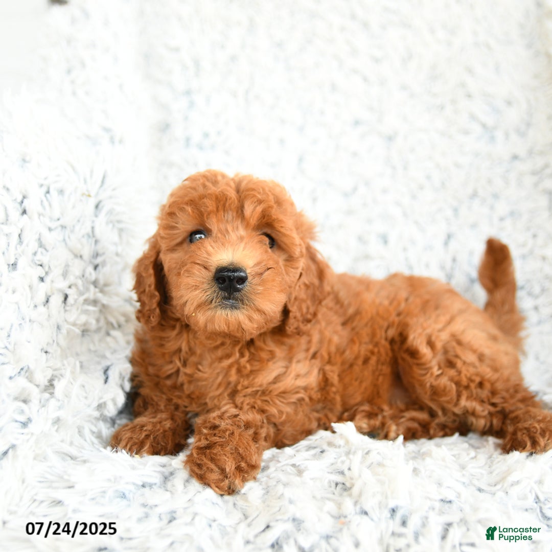  dogs for sale: Mini Goldendoodle 8 puppies - Image 7