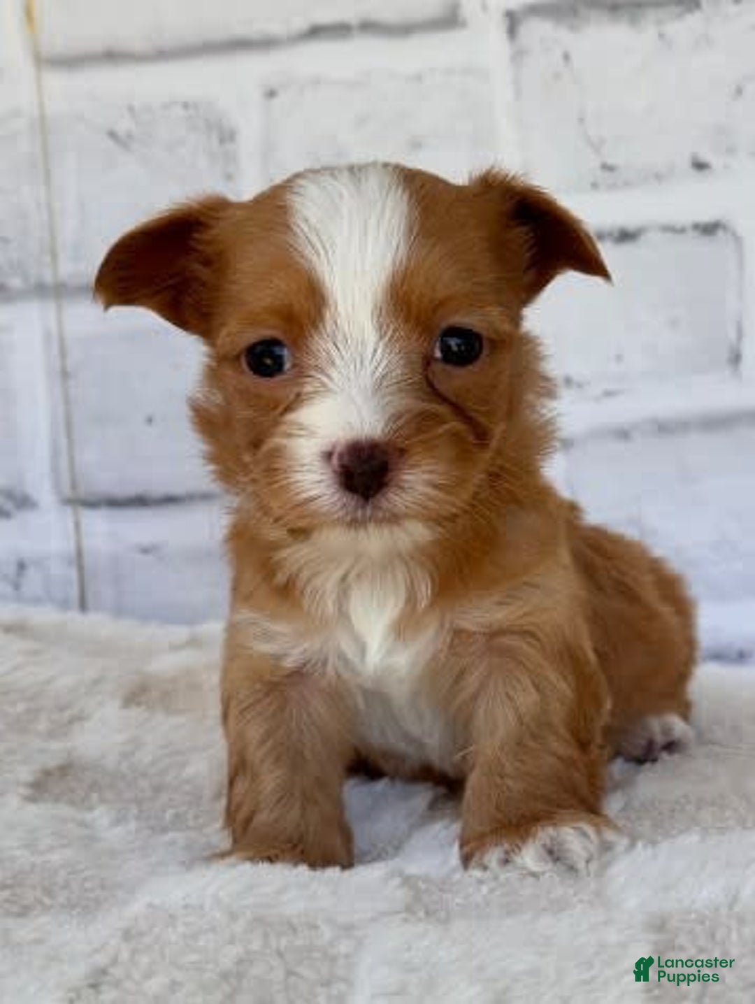 Morkie dogs for sale: Dionne - Image 3