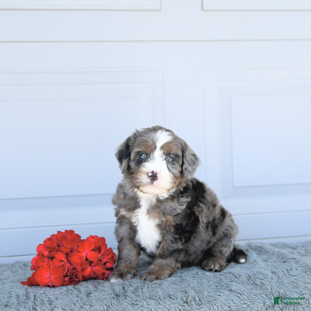 Miniature Bernese Mountain Dog dogs for sale: Vince - Image 10