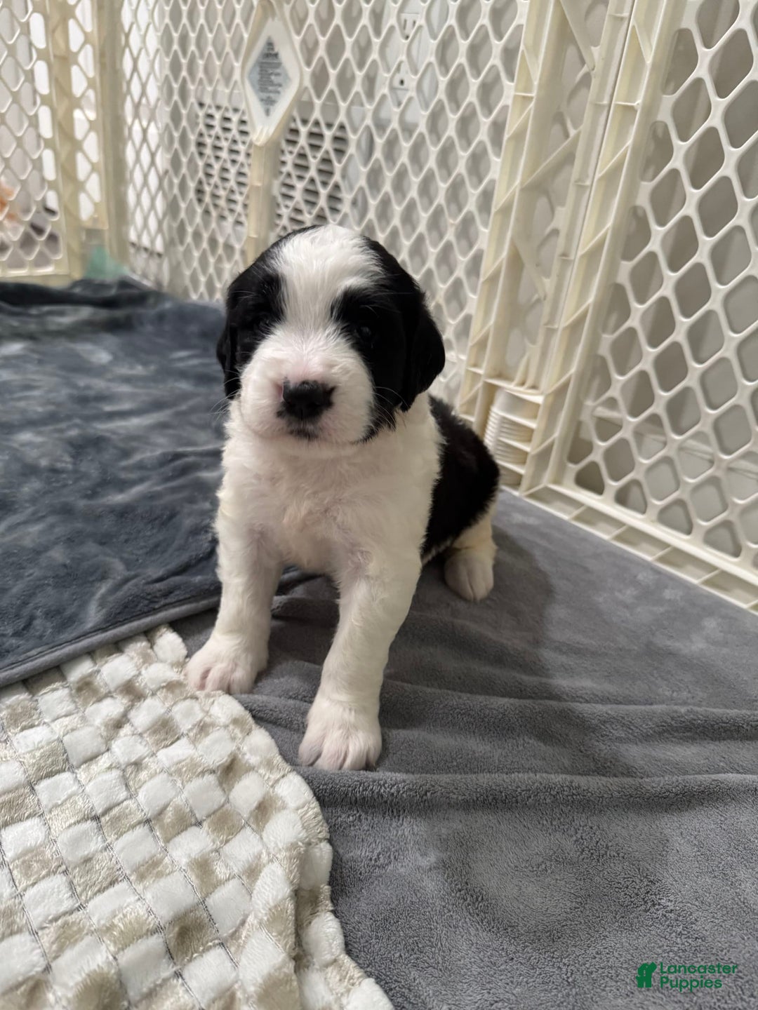 Saint Berdoodles dogs for sale: Missy - Image 3