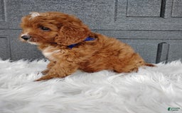 Cavapoo dogs for sale: Cavapoo 4 puppies - Image 8
