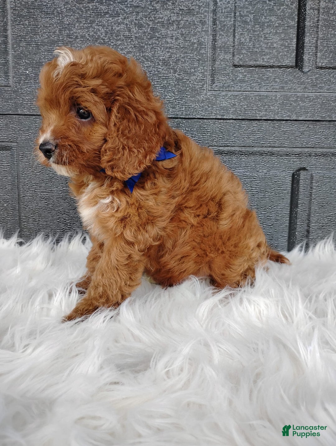 Cavapoo dogs for sale: Cavapoo 4 puppies - Image 8