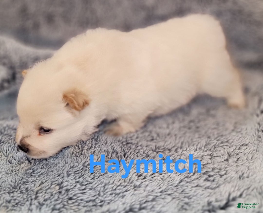 Chow Chow dogs for sale: Haymitch - Image 2