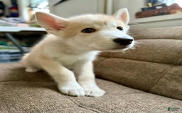 categoriesInfo:categoryAttributeOptions.pets.dogs.breed.akita dogs for sale: Champ - Image 22