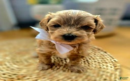 Maltipoo dogs for sale: Maxxy - Image 1