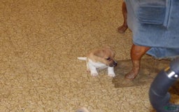 Jack Russell Terrier dogs for sale: Foster - Image 16