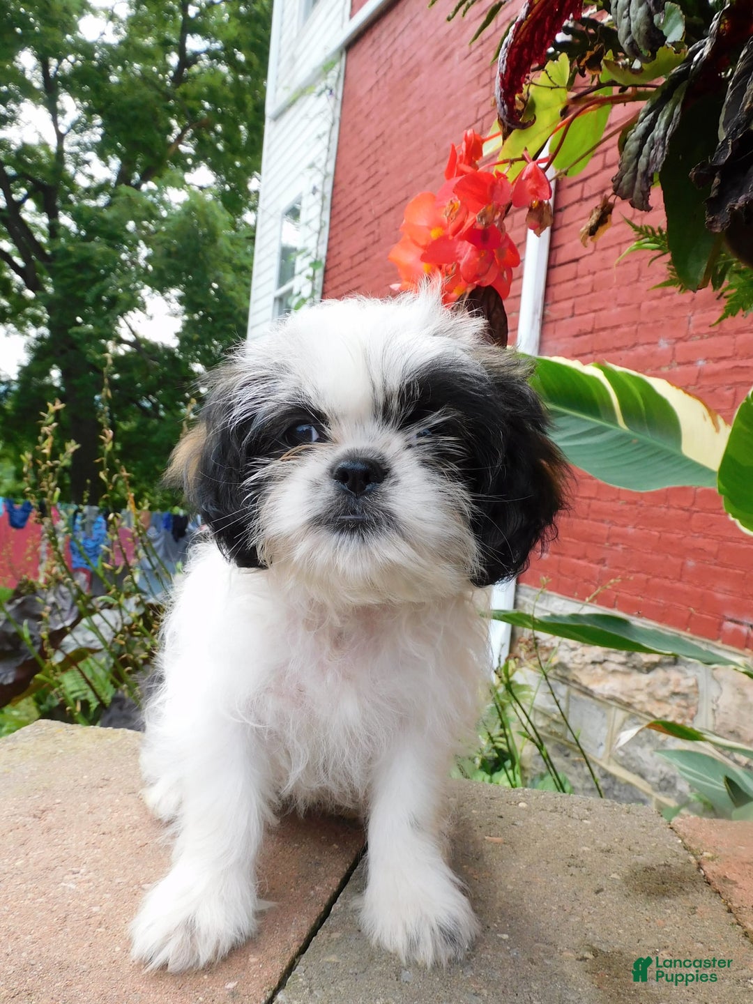 Shih Tzu dogs for sale: Mocha - Image 6