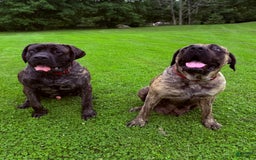 English Mastiff dogs for sale: Angel - Image 4